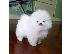 PoulaTo: Pomeranian all kc reg.